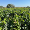 Finca segregada  de 5.500 m2 con viñedo en producción zona Venta Tocino 